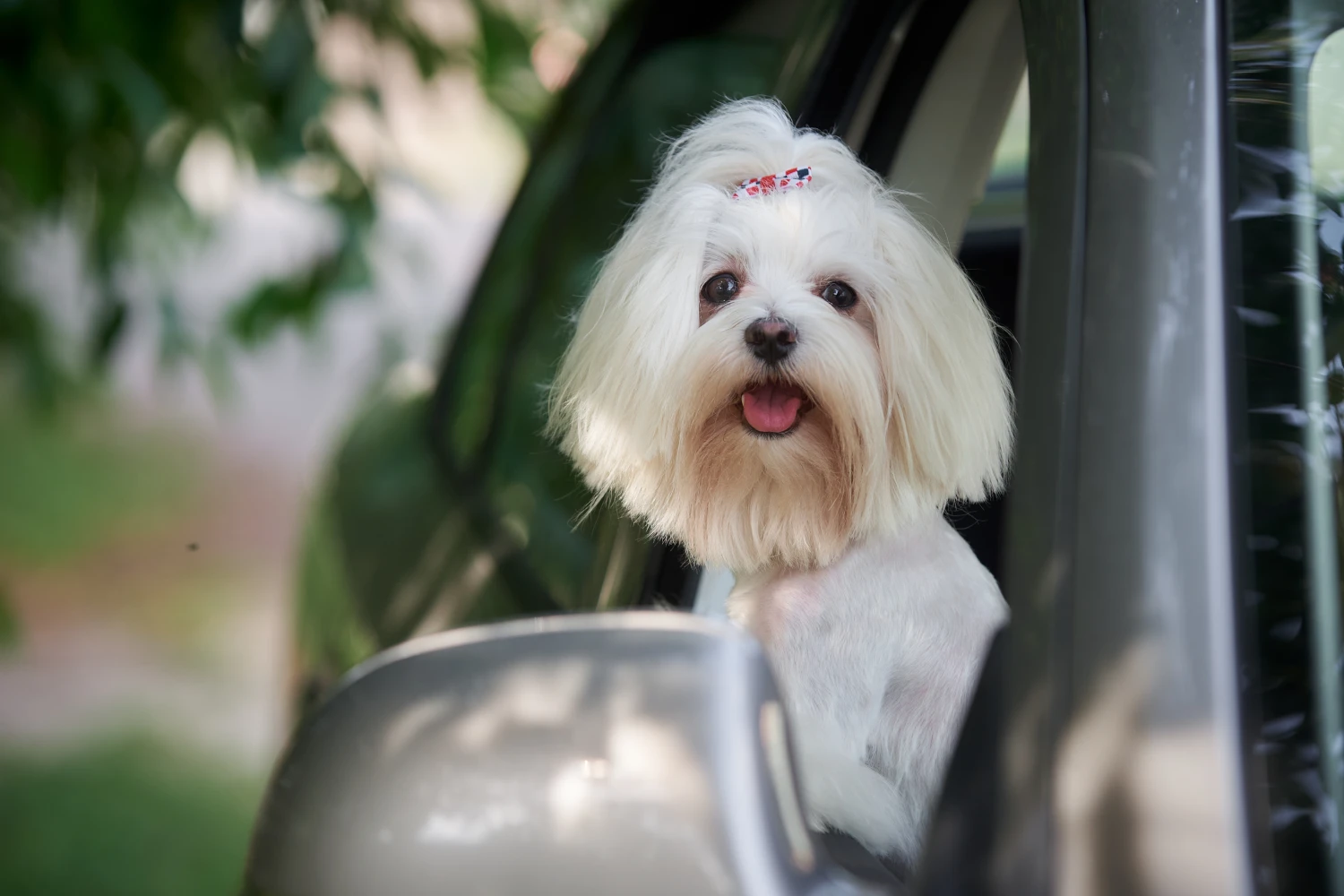 Dog Carrier Purse for Maltese